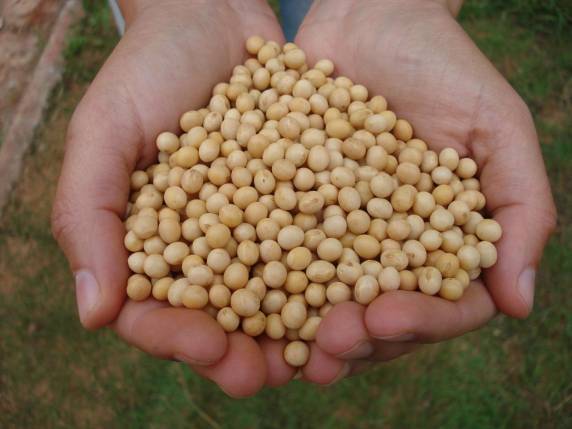 Estimativa aponta queda de 8,9% na produção gaúcha, puxada pela soja