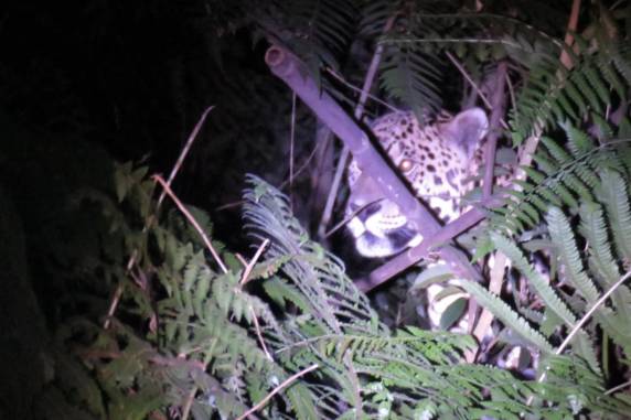 Animal, chamado de Yaboti, é um macho grande, dos maiores já encontrados em território gaúcho, segundo especialistas