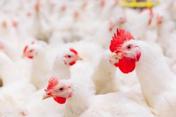 Ministério da Agricultura informou que foco foi encontrado em Montenegro