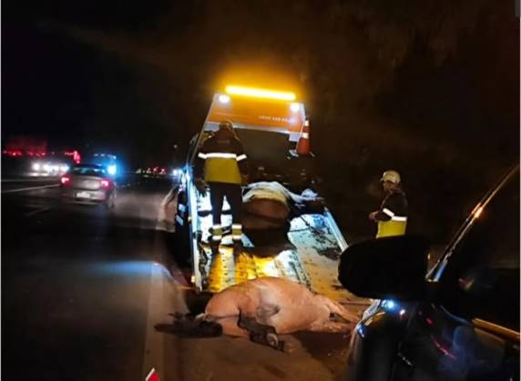 Após o acidente inicial, formou-se um congestionamento que resultou em um engavetamento envolvendo um Chevrolet Omega, uma Toyota Hilux e um terceiro veículo, que deixou o local antes da chegada da polícia.