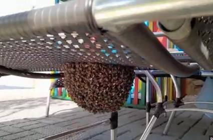 Segundo os bombeiros, trata-se de um processo natural e comum em regiões com ampla área verde, como a nossa.