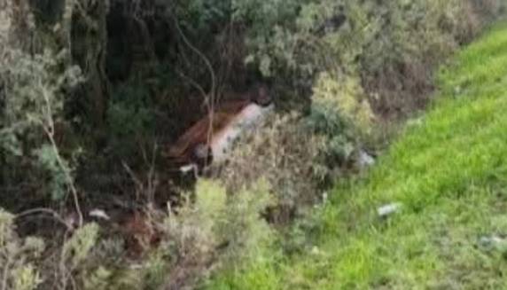 Condutor de 50 anos estava desaparecido desde domingo e foi localizado em meio a árvores às margens da rodovia