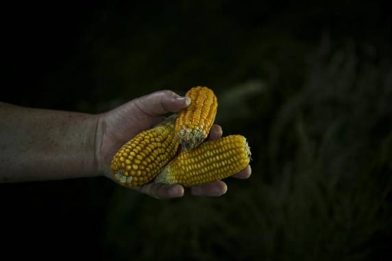 Produtores afirmam que pagaram para receber sementes do Programa Milho 100%, que deveria ser gratuito