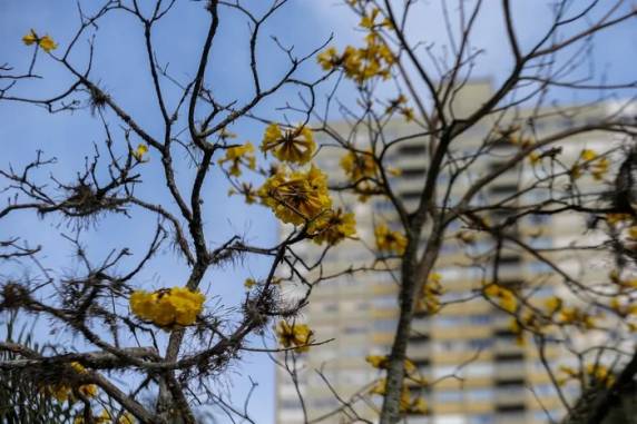 Entrada de massa de ar polar irá fazer com que a mínima chegue aos 5ºC e pode favorecer formação de geada na Serra