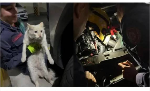 Felino foi encontrado entre o motor e o paralama do veículo e entregue com segurança à tutora