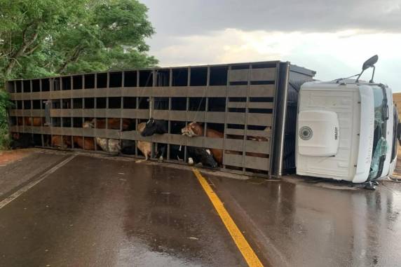 Cerca de 30 bovinos permanecem no caminhão tombado aguardando a chegada de outro transporte para retirada