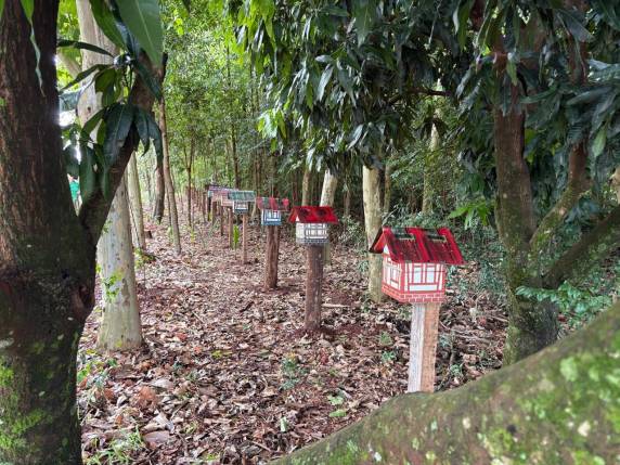 Implantação do meliponário no campus reforça a educação ambiental, a preservação da biodiversidade e o incentivo à meliponicultura sustentável em Horizontina.