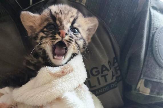 Felino de cerca de meio quilo foi encontrado por morador em Sete de Setembro e encaminhado para cuidados de especialistas em Passo Fundo