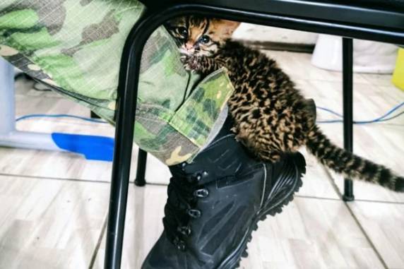 Felino de cerca de meio quilo foi encontrado por morador em Sete de Setembro e encaminhado para cuidados de especialistas em Passo Fundo