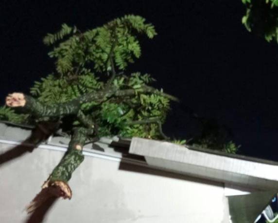 Chuvas intensas e ventos fortes causaram quedas de árvores e danos em residências em Pinhalzinho