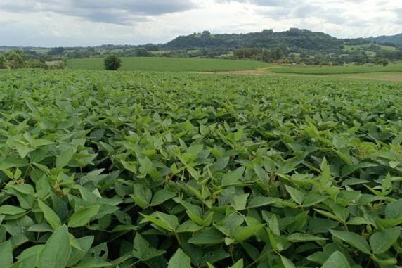 Produtores e entidades projetam recuperação após ciclos de quebra, causados principalmente por estiagem