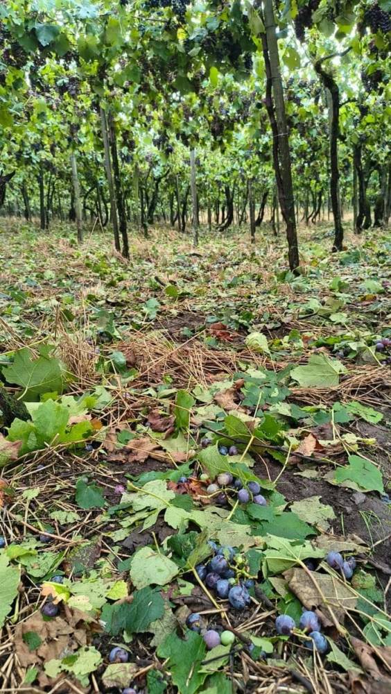 O fenômeno teria durado cerca de 20 minutos, danificando propriedades de 25 famílias. Danos estão concentrados nas localidades de Medianeira e Linha 40