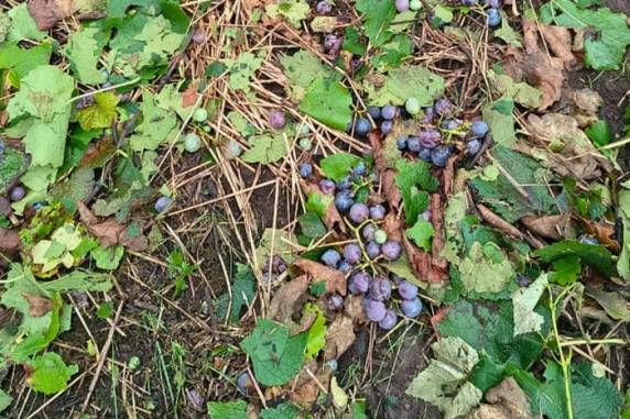 O fenômeno teria durado cerca de 20 minutos, danificando propriedades de 25 famílias. Danos estão concentrados nas localidades de Medianeira e Linha 40