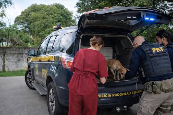 Animais estavam em risco de atropelamento e foram encaminhados para tratamento e adoção