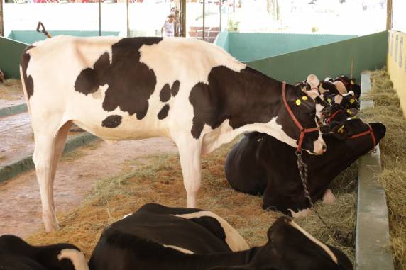 Área contará com melhorias estruturais, exposição de animais e parceria inédita com prêmio voltado à gestão leiteira