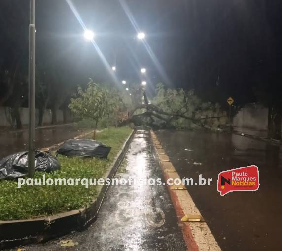 Corpo de Bombeiros realizou o corte do vegetal e liberou a Avenida Avaí, no bairro Pio XII, após ocorrência provocada pelo vento e chuva